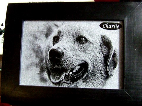 Dog Memorial